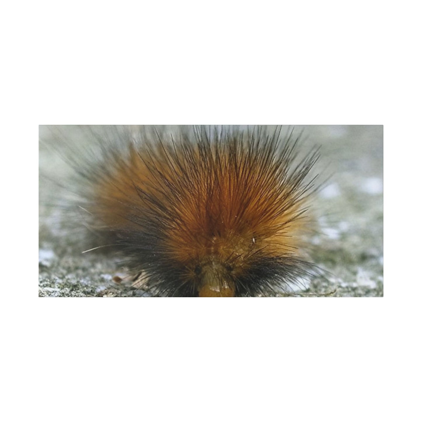 Classic Stretched Canvas - Platypillar