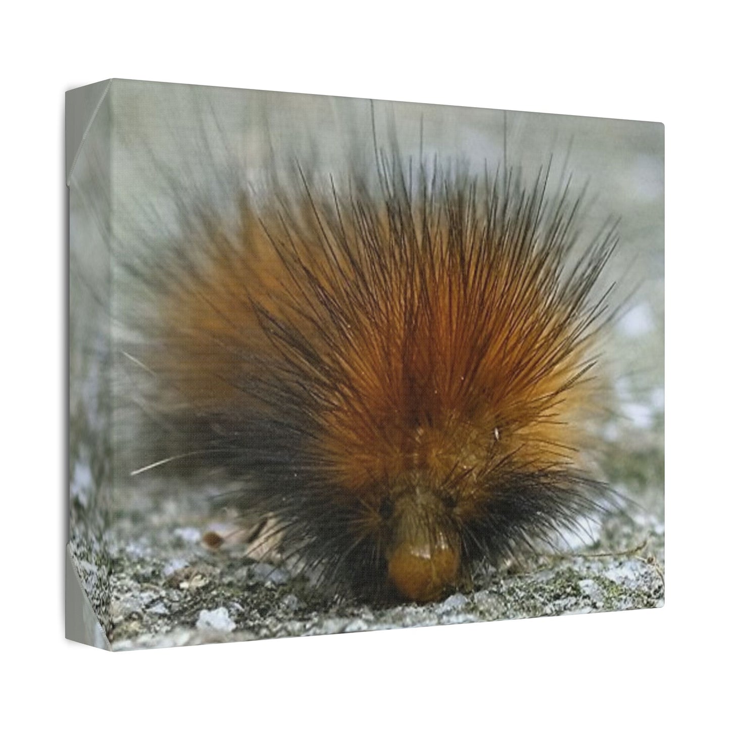 Classic Stretched Canvas - Platypillar