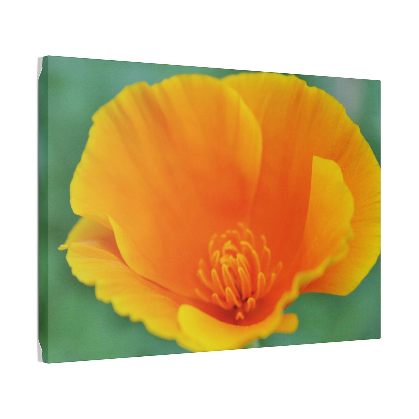 Classic Stretched Canvas