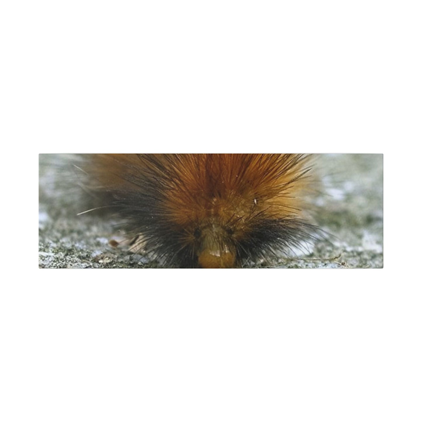 Classic Stretched Canvas - Platypillar