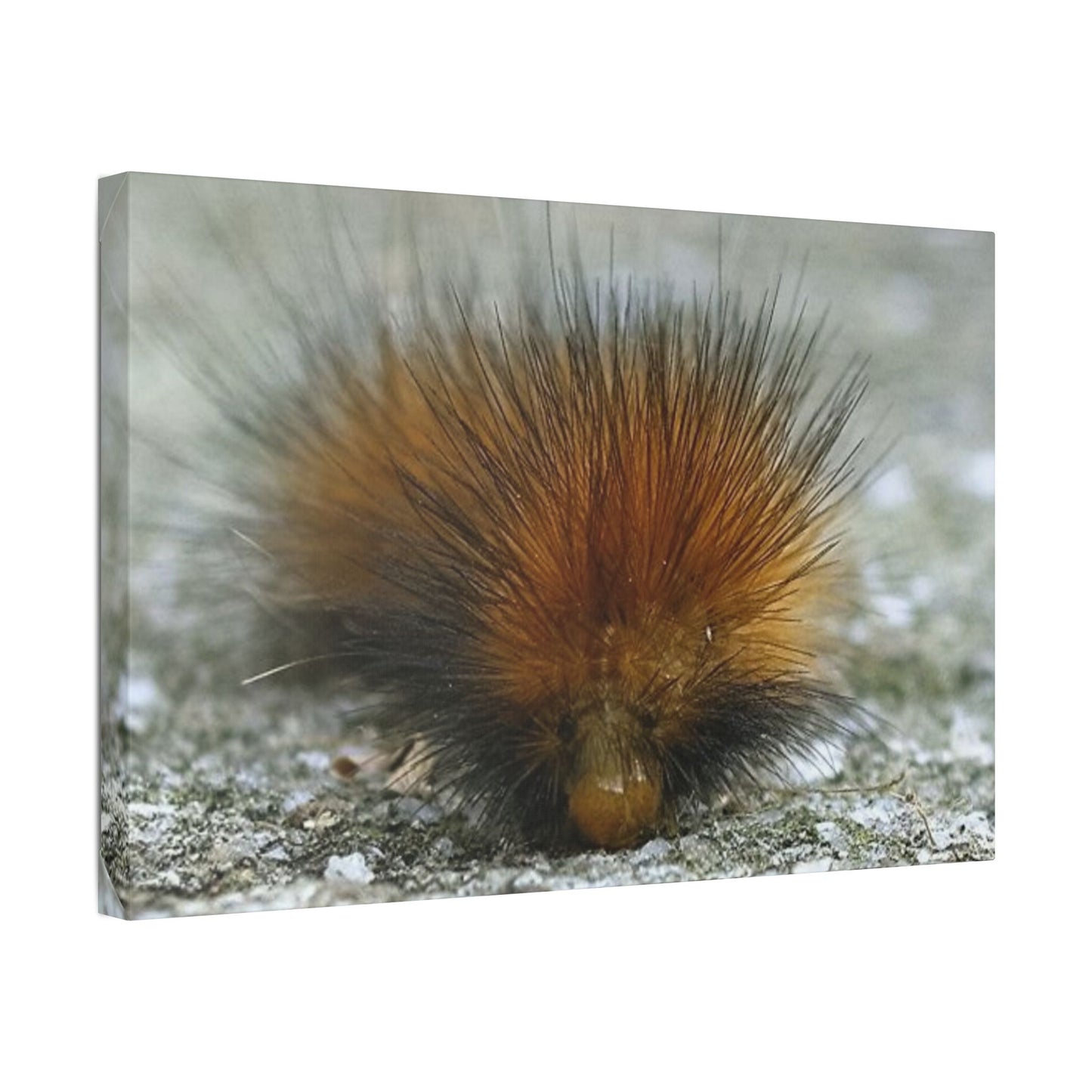 Classic Stretched Canvas - Platypillar
