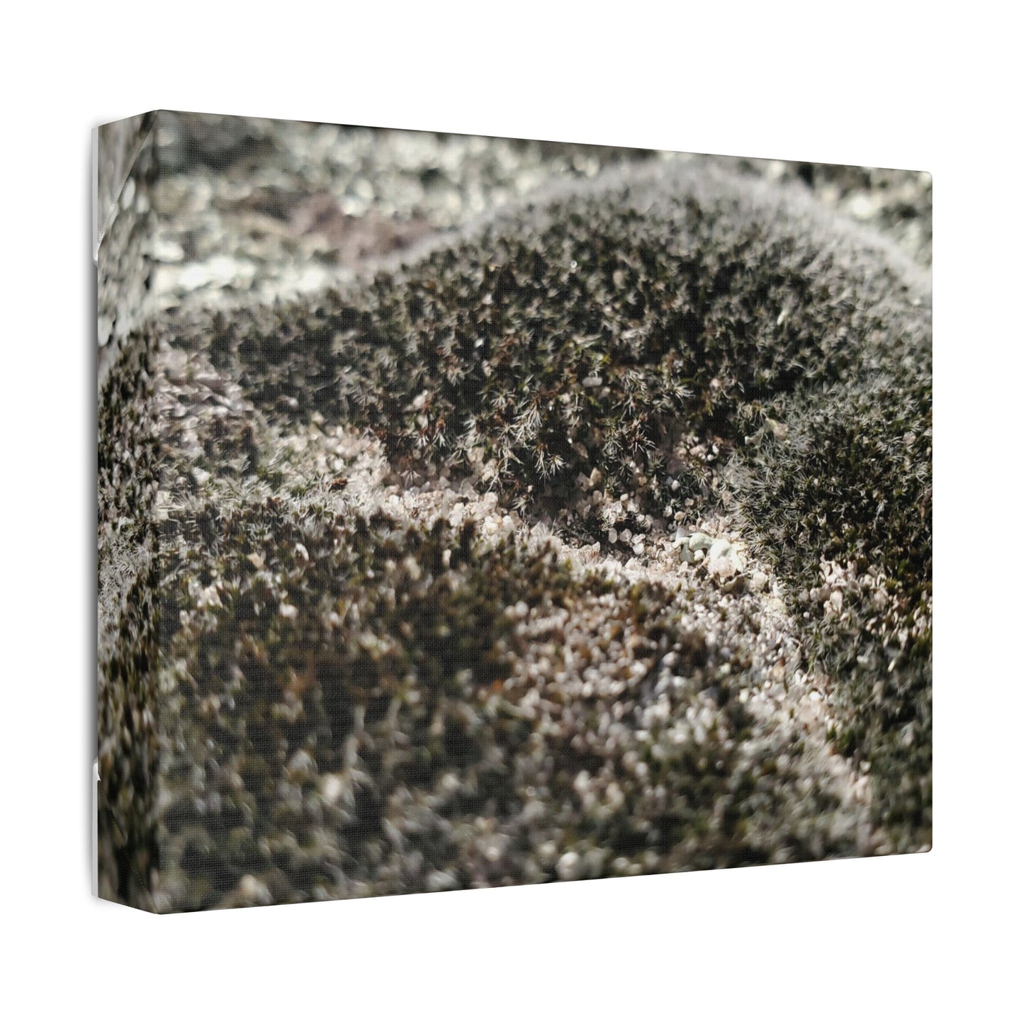 Classic Stretched Canvas - Moss