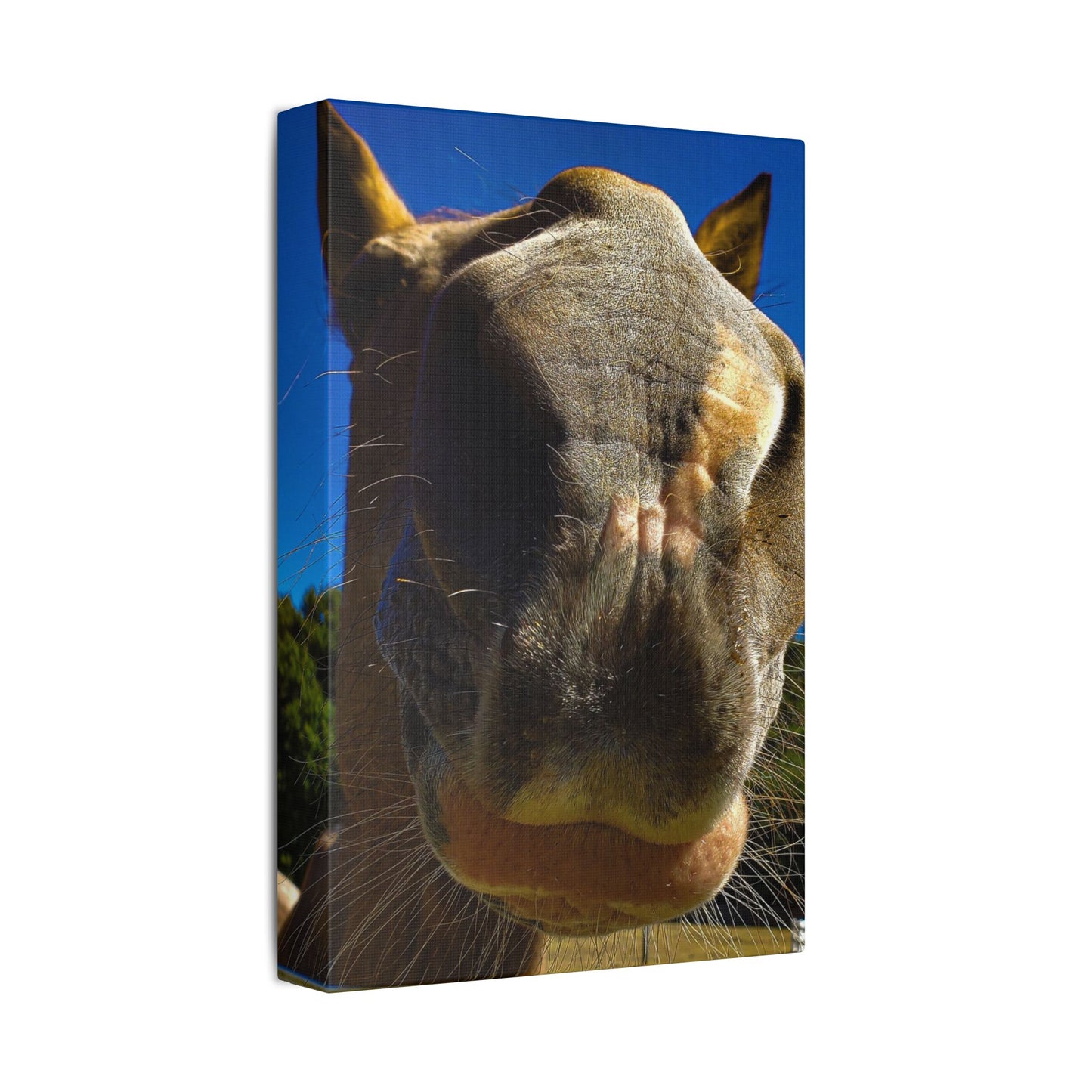 Classic Stretched Canvas - Its A Horse Of Course