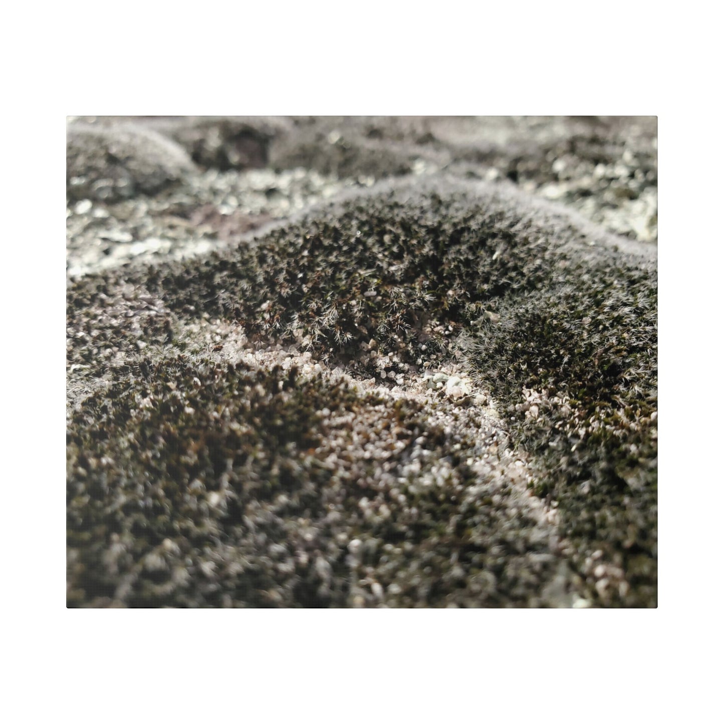 Classic Stretched Canvas - Moss