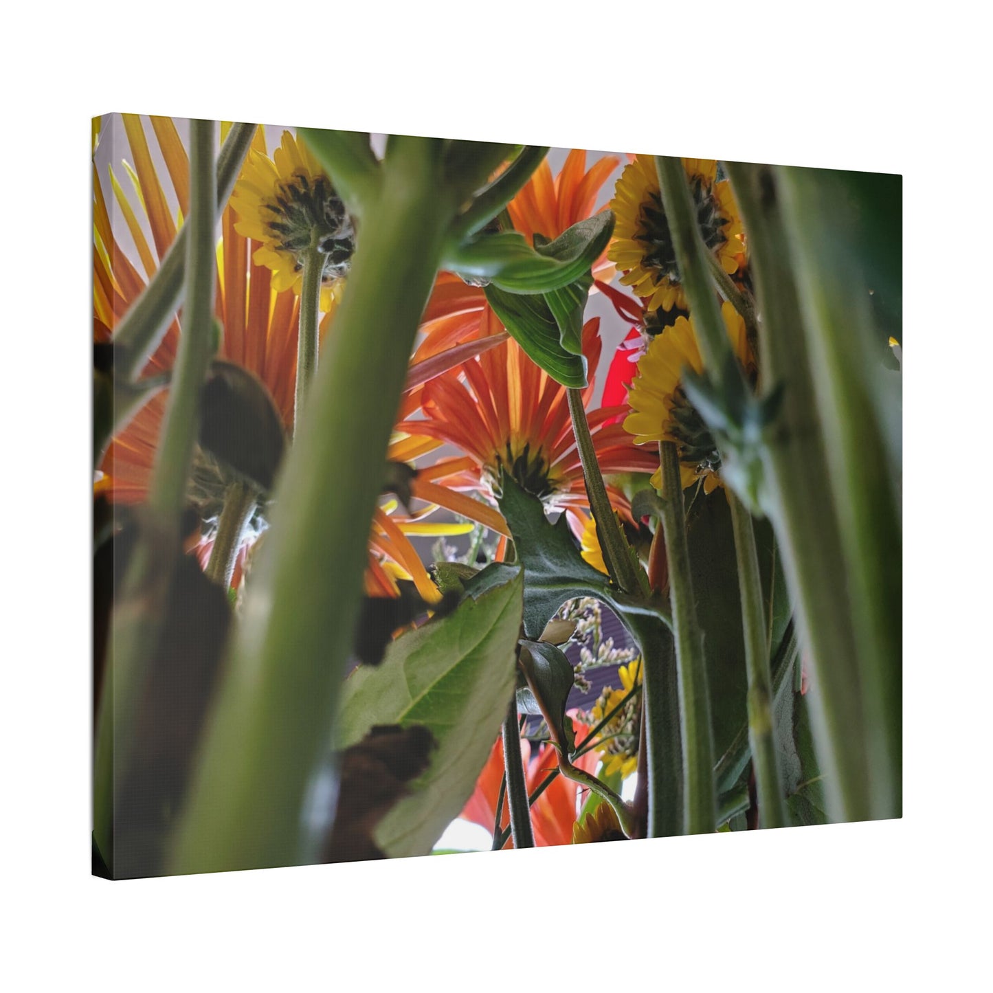 Classic Stretched Canvas