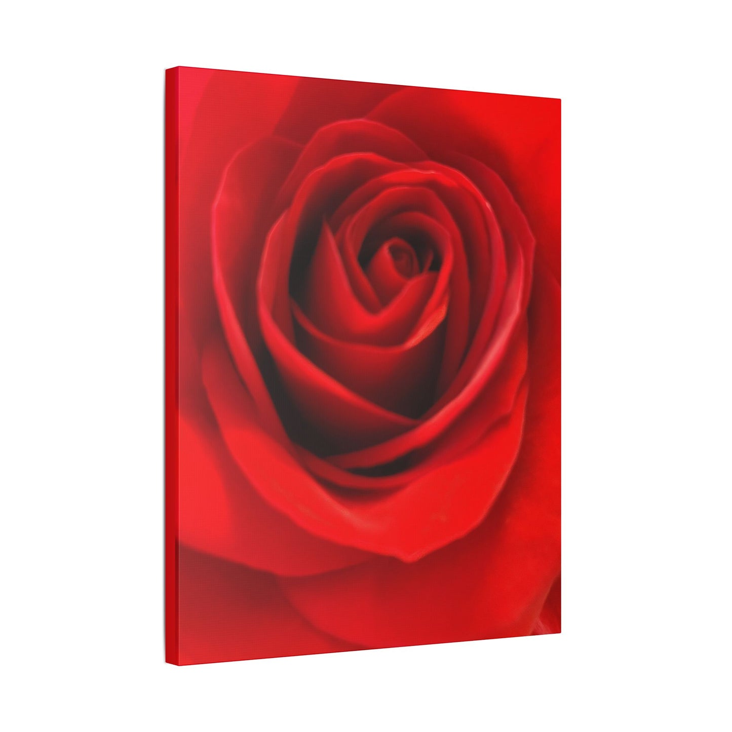Classic Stretched Canvas - Rose