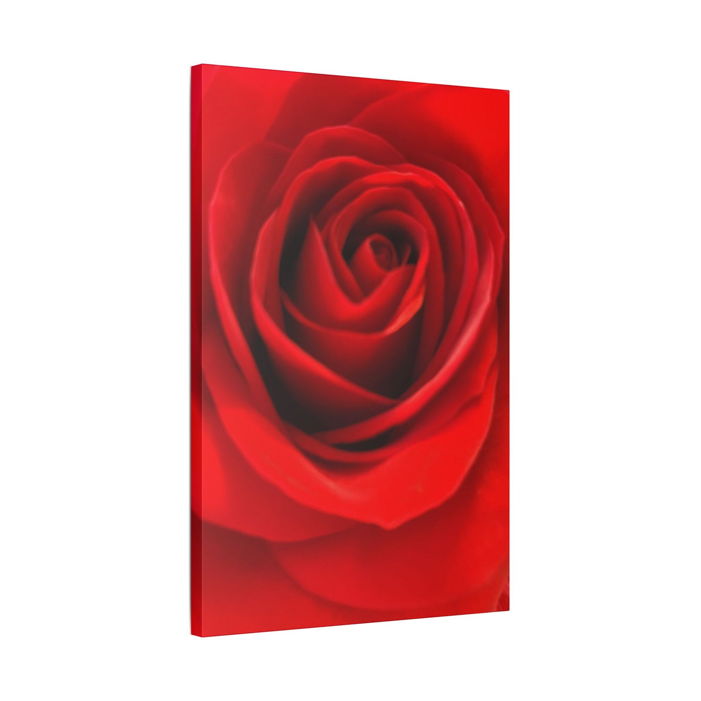 Classic Stretched Canvas - Rose