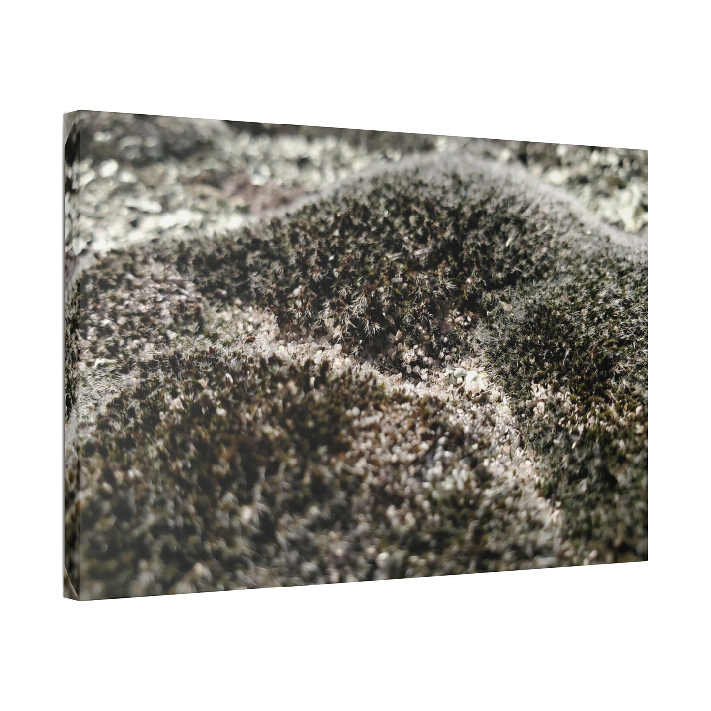 Classic Stretched Canvas - Moss