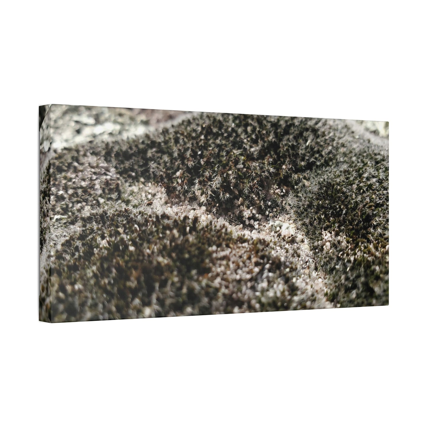 Classic Stretched Canvas - Moss