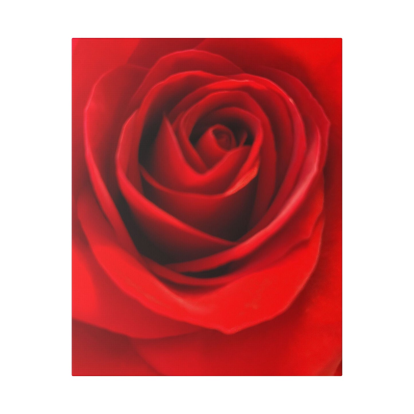 Classic Stretched Canvas - Rose