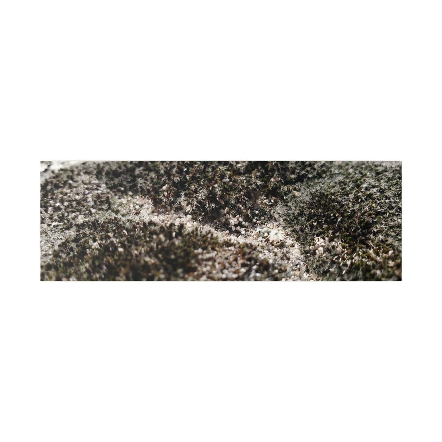 Classic Stretched Canvas - Moss