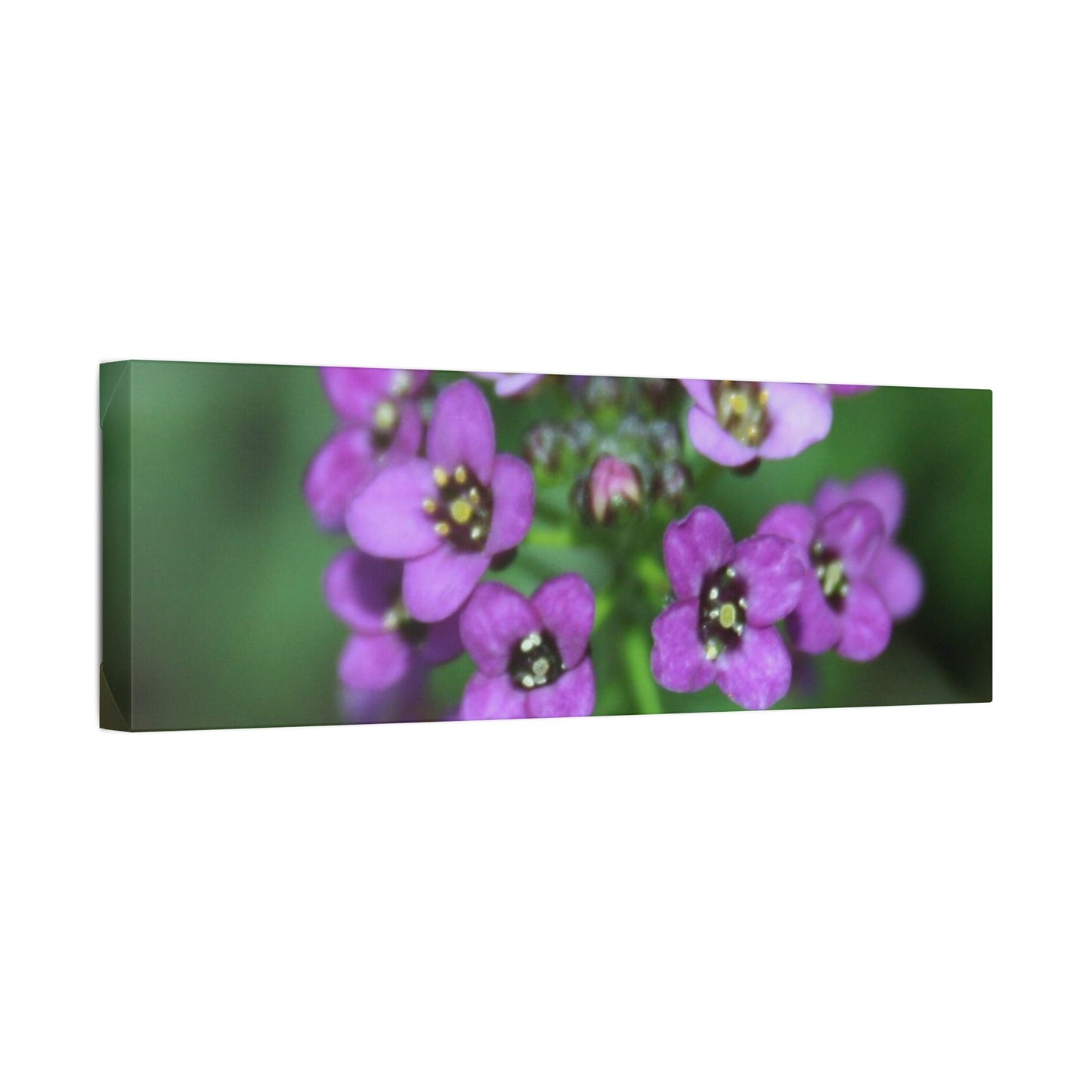 Classic Stretched Canvas