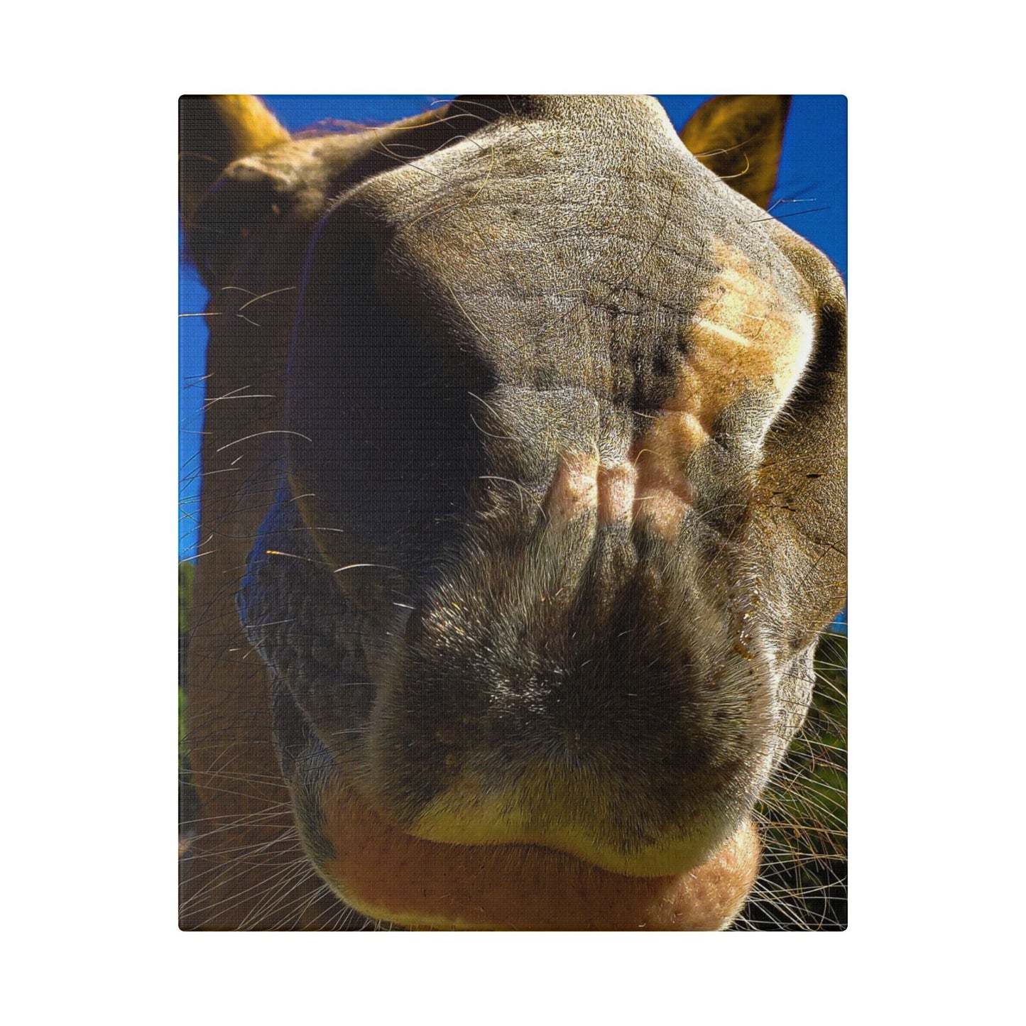 Classic Stretched Canvas - Its A Horse Of Course