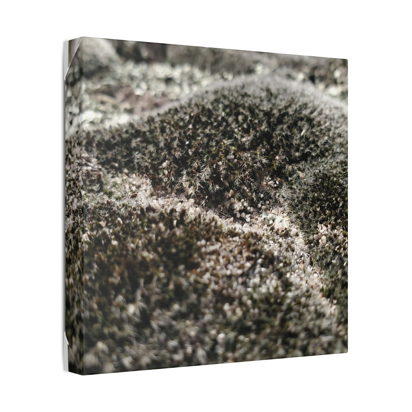 Classic Stretched Canvas - Moss