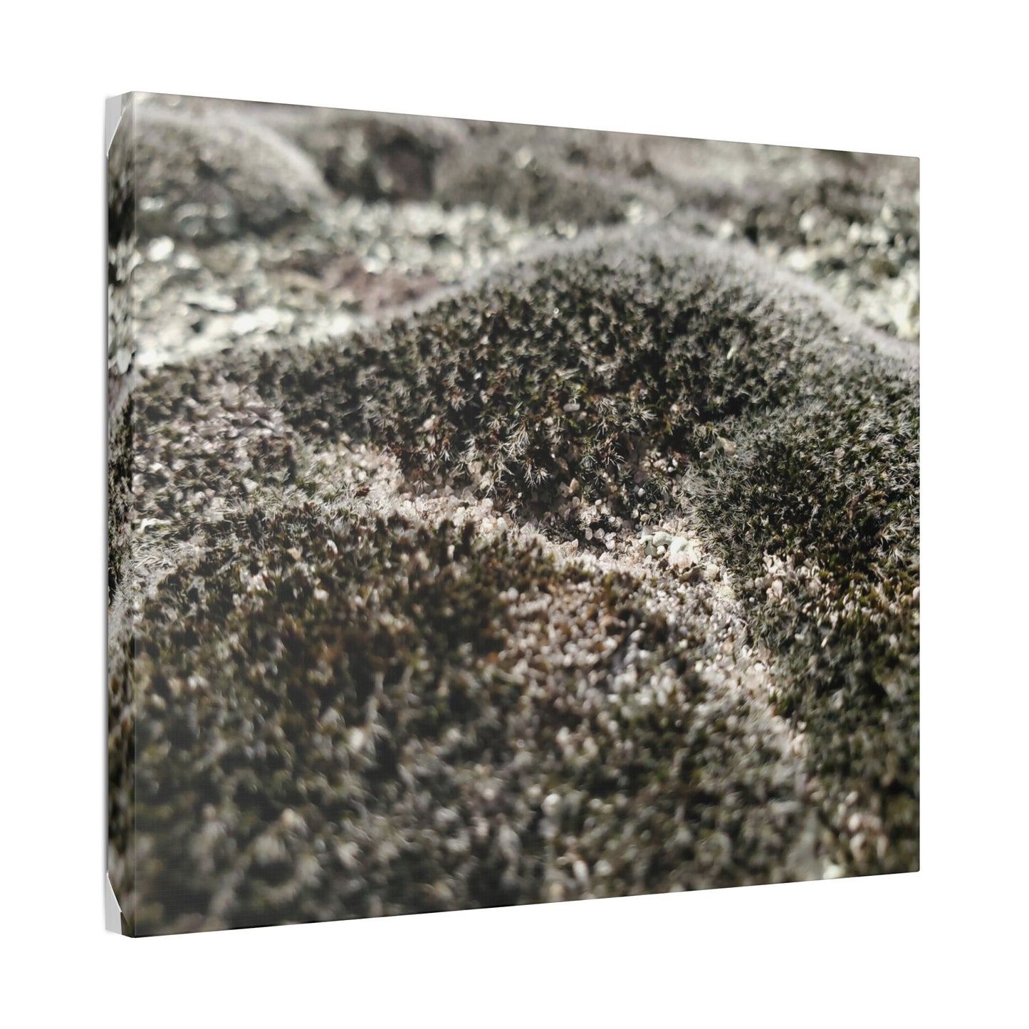 Classic Stretched Canvas - Moss