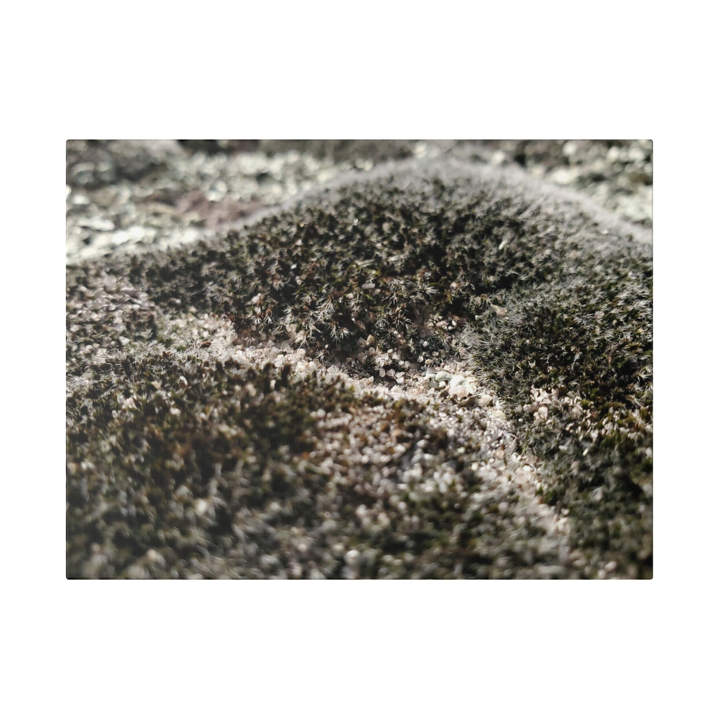 Classic Stretched Canvas - Moss