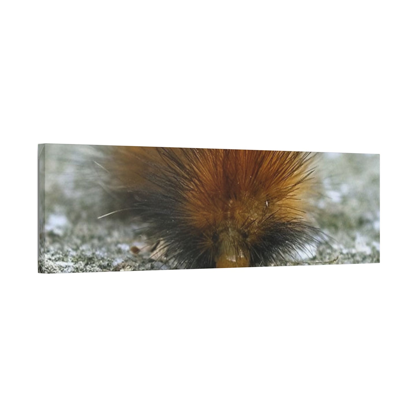 Classic Stretched Canvas - Platypillar