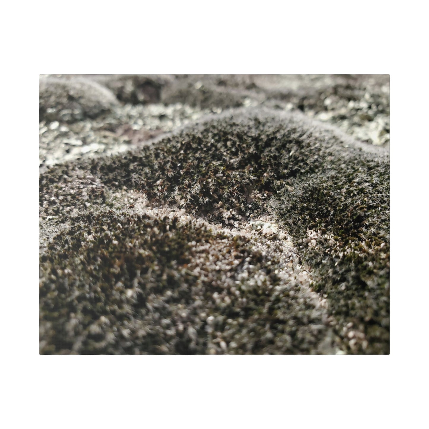 Classic Stretched Canvas - Moss