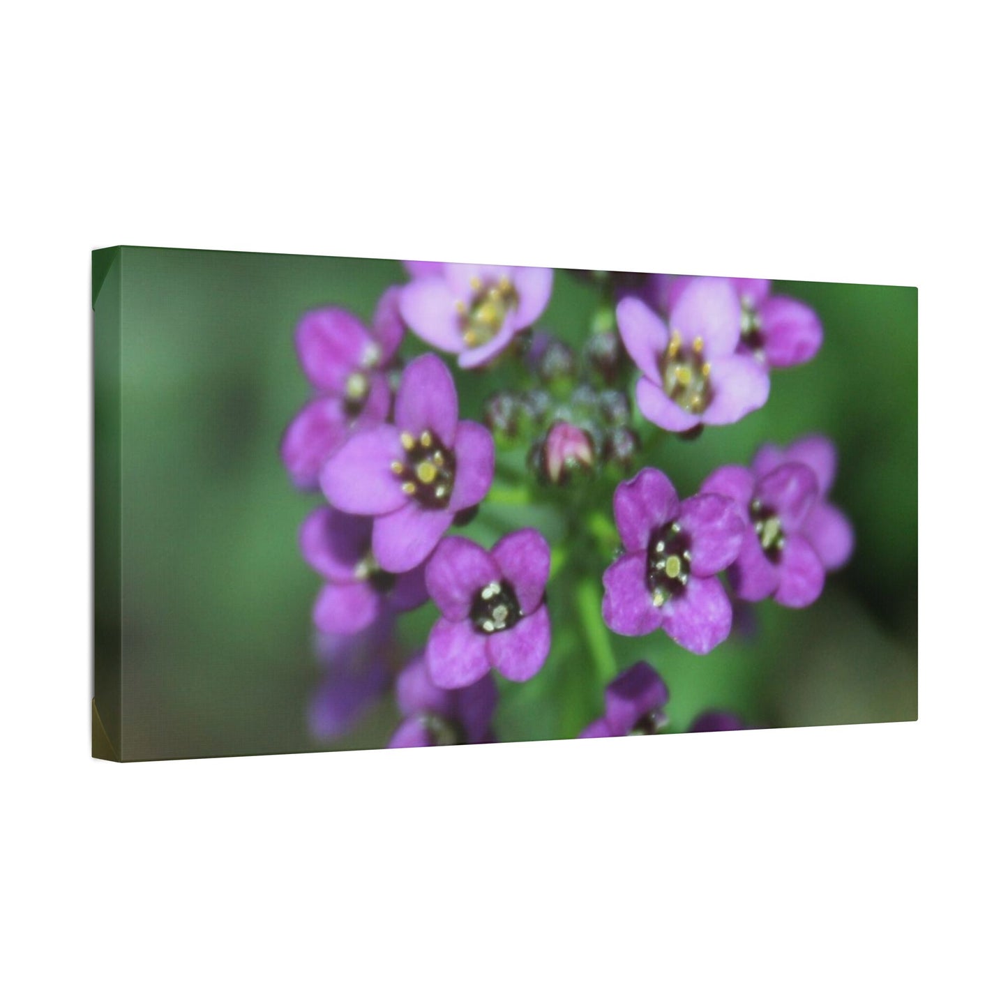 Classic Stretched Canvas