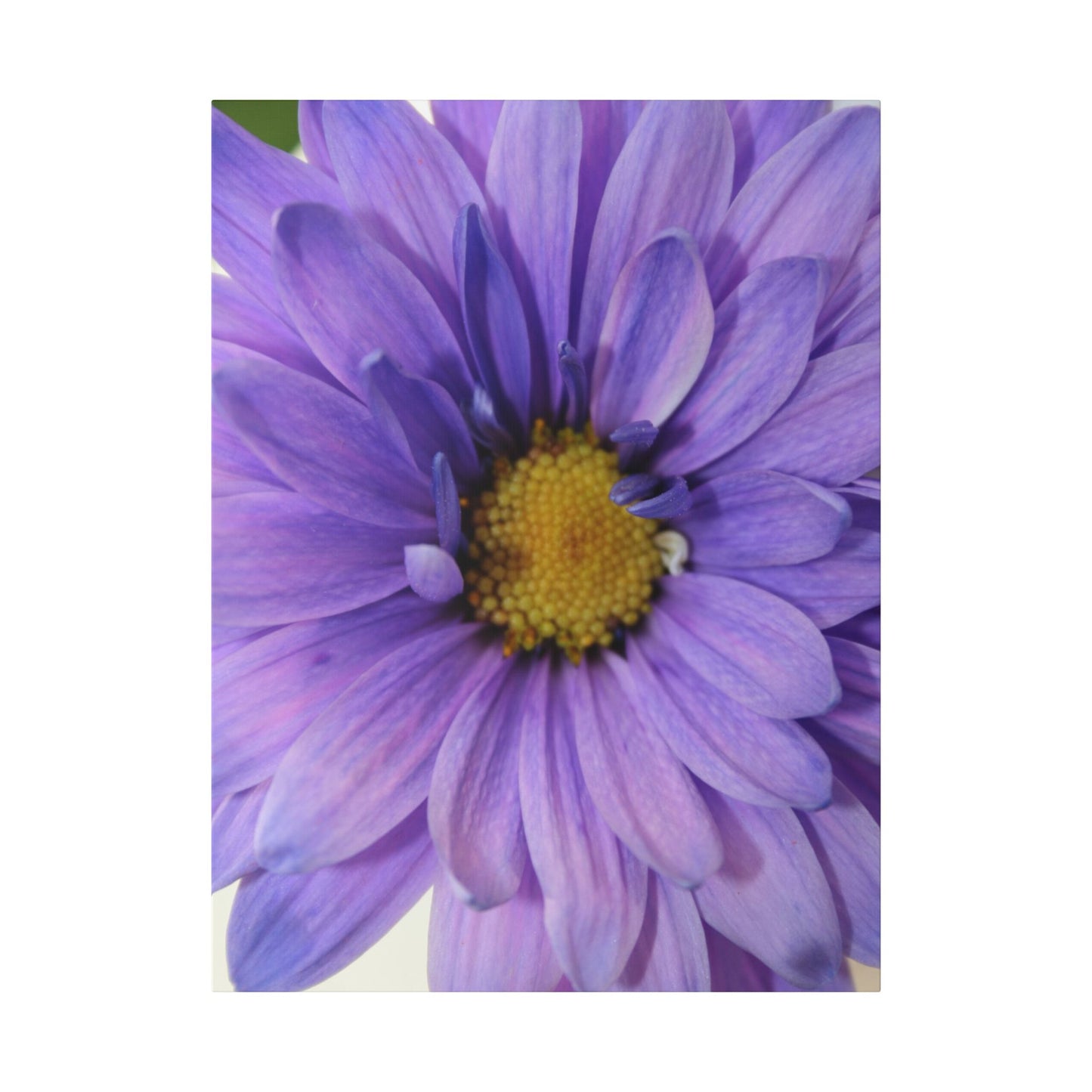 Classic Stretched Canvas