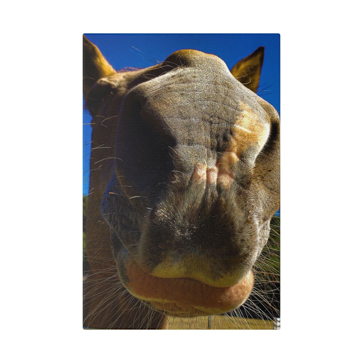 Classic Stretched Canvas - Its A Horse Of Course