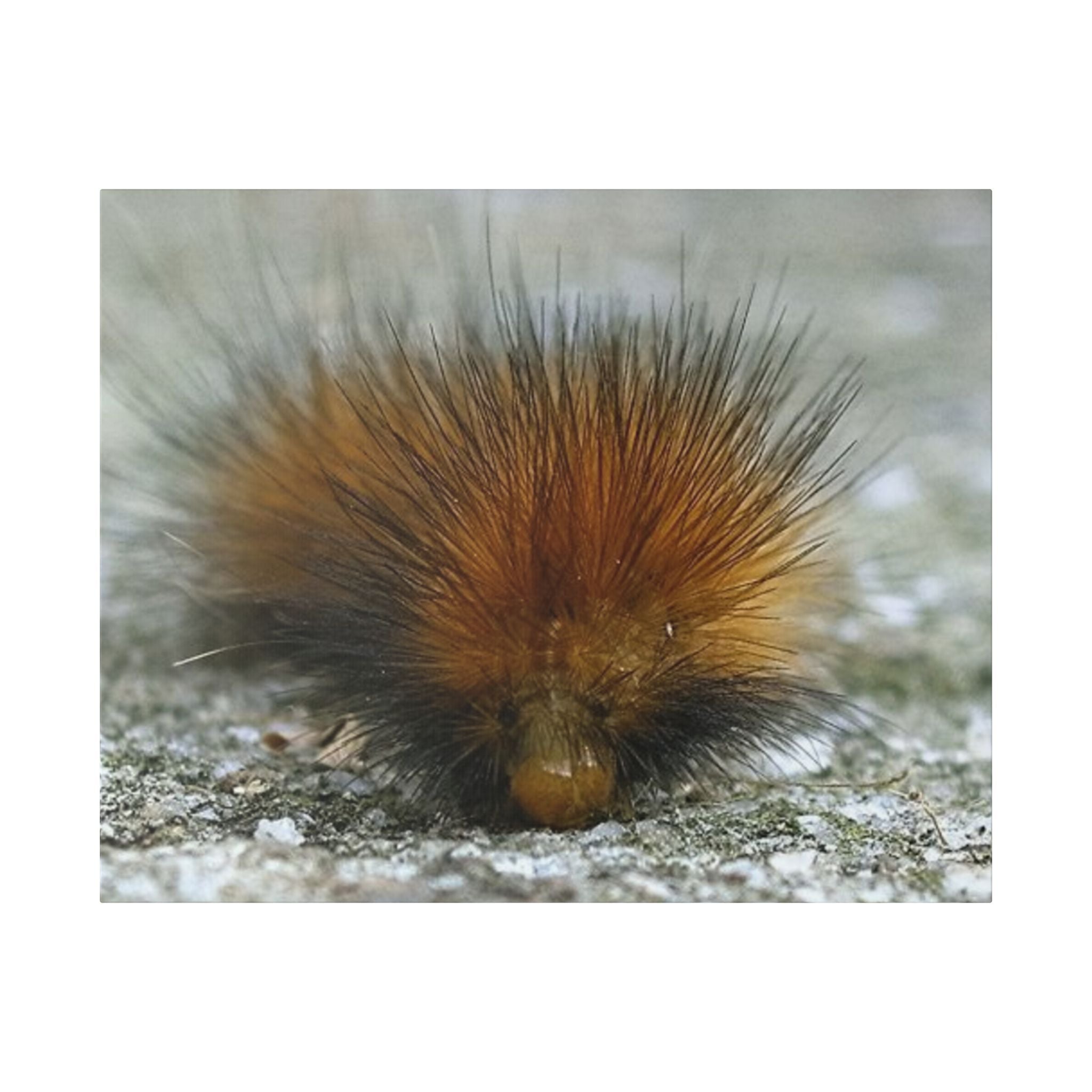 Classic Stretched Canvas - Platypillar