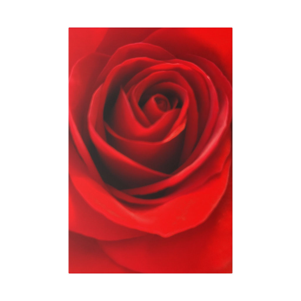 Classic Stretched Canvas - Rose