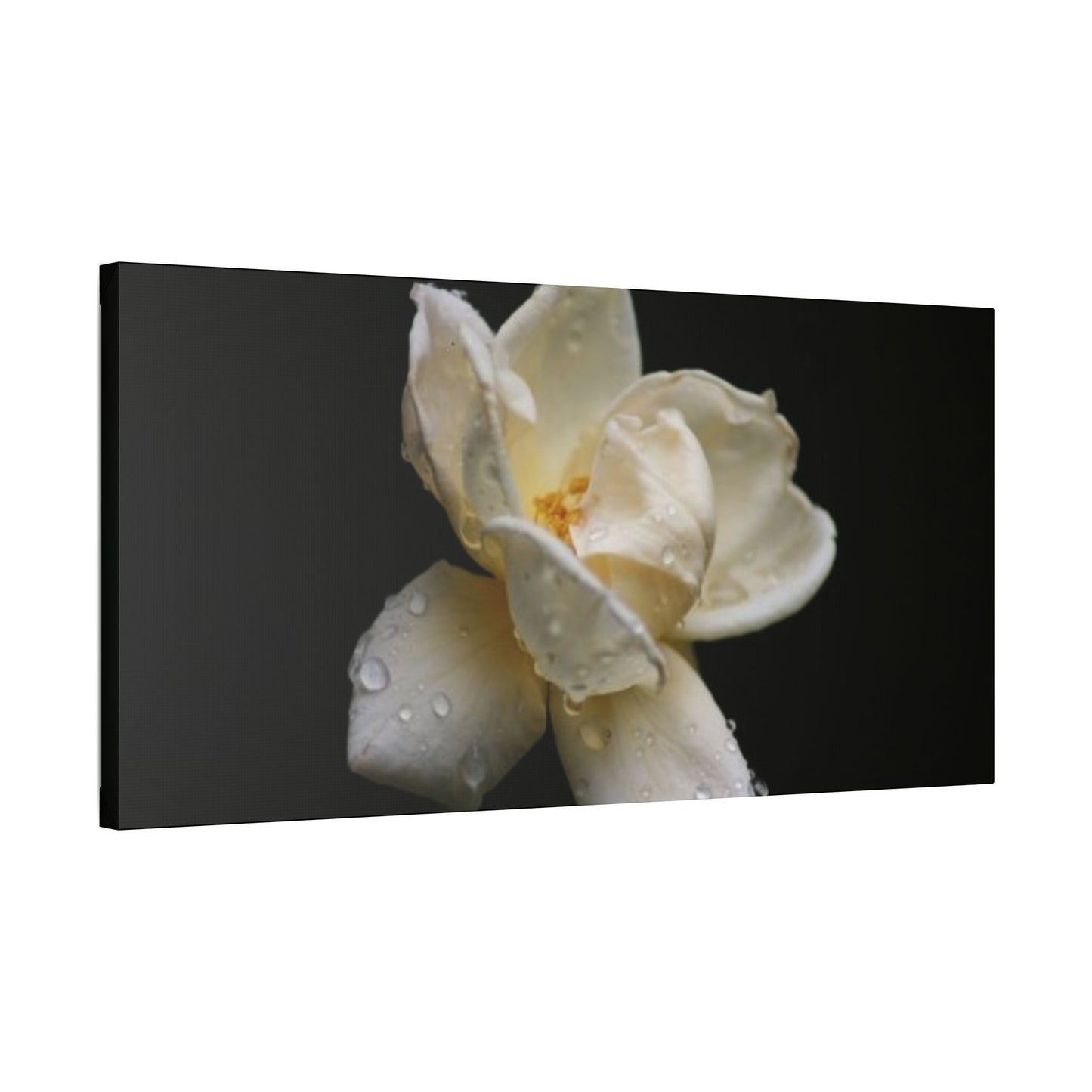 Classic Stretched Canvas - Gardenia