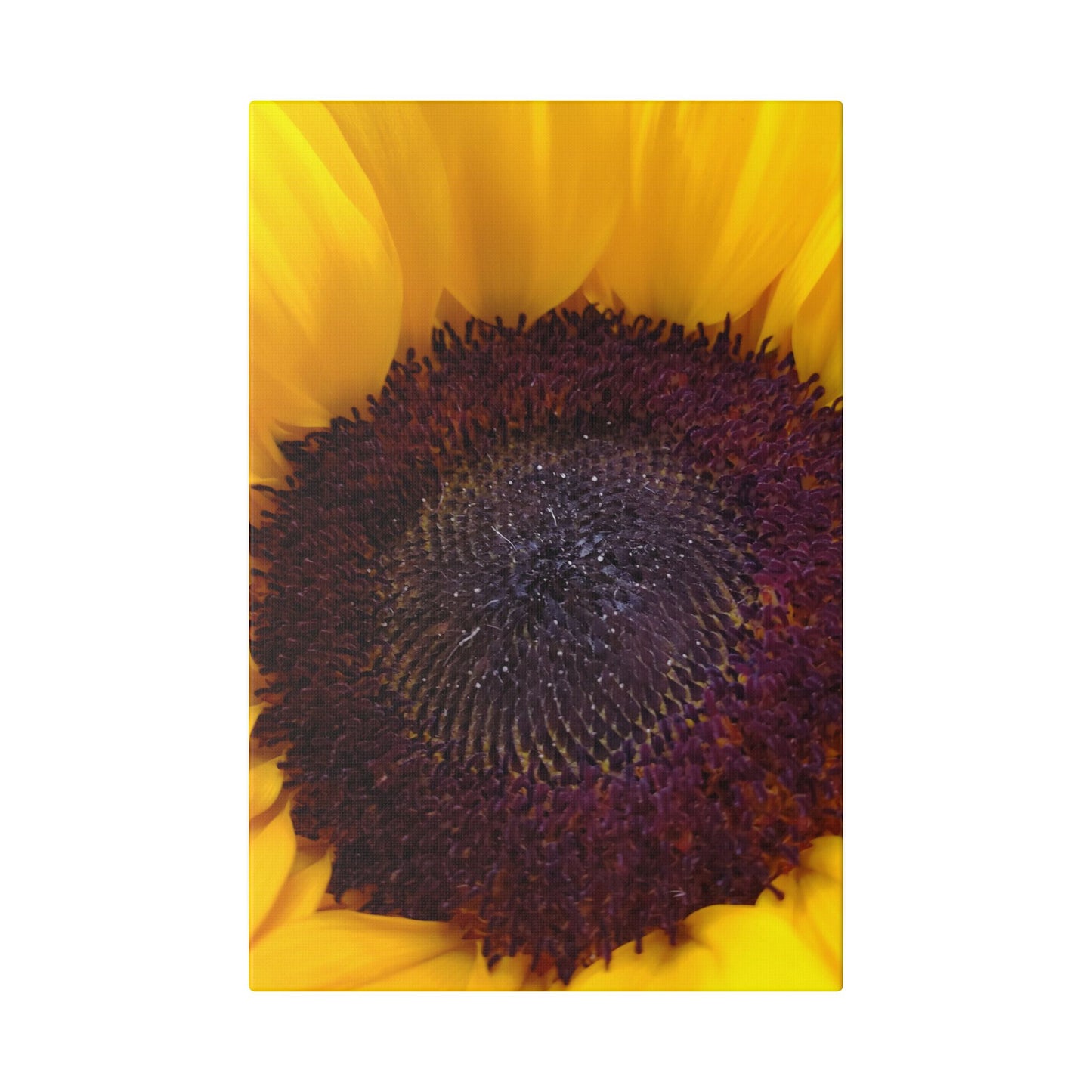 Classic Stretched Canvas - Sunflower