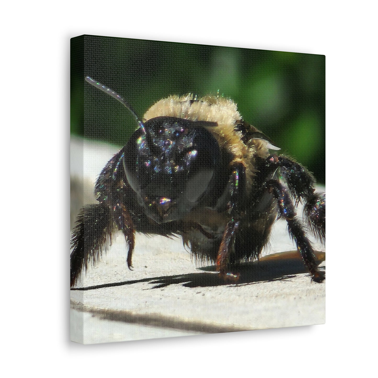 Canvas Gallery Wraps - Bee