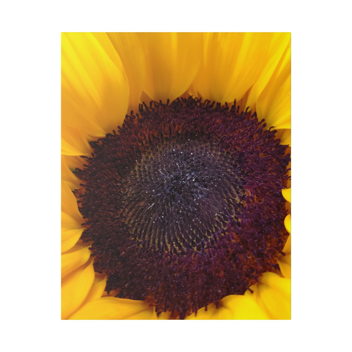 Classic Stretched Canvas - Sunflower