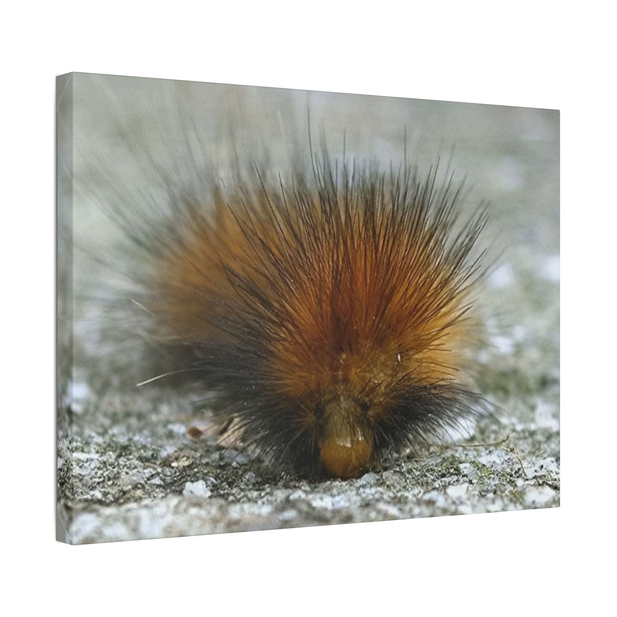 Classic Stretched Canvas - Platypillar