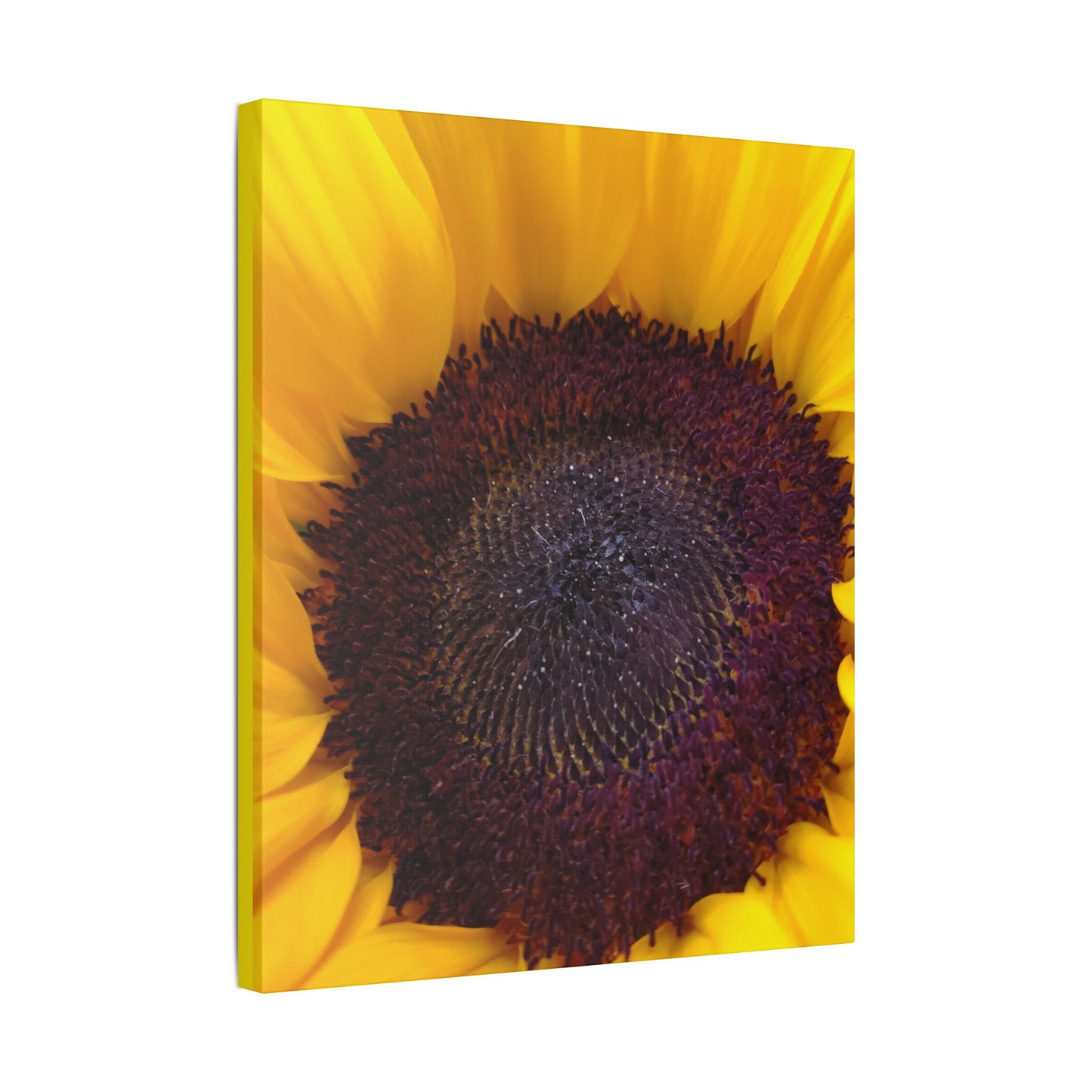 Classic Stretched Canvas - Sunflower