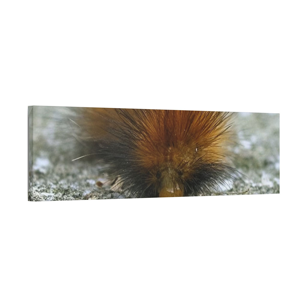 Classic Stretched Canvas - Platypillar