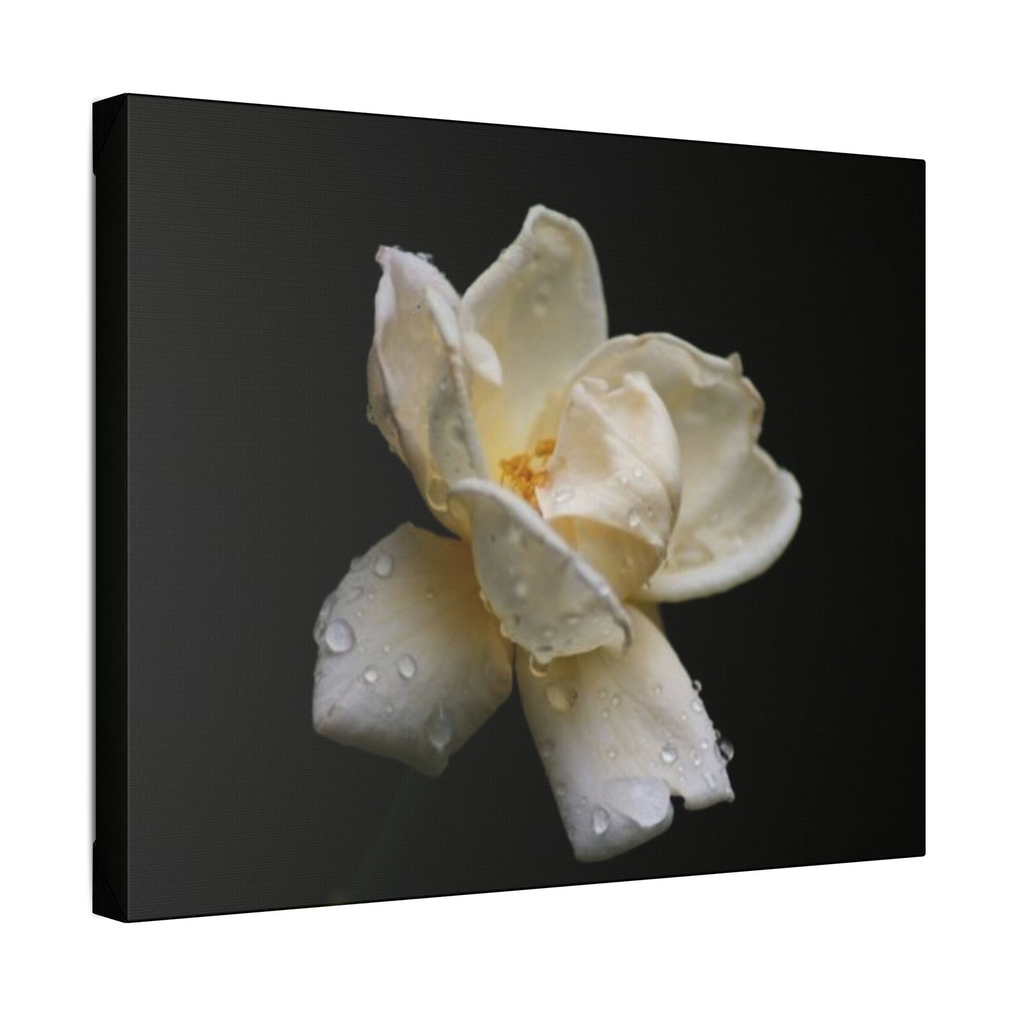 Classic Stretched Canvas - Gardenia