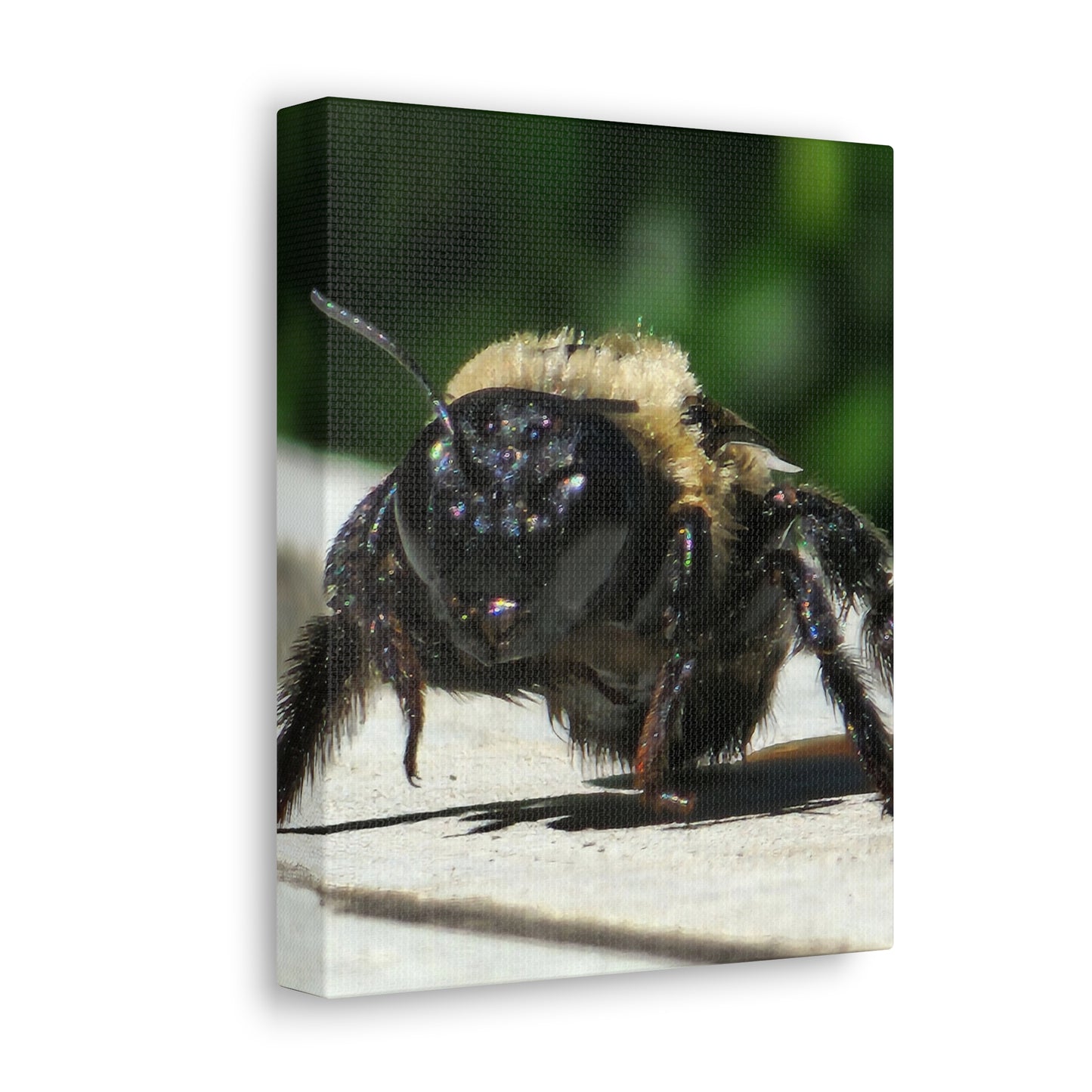 Canvas Gallery Wraps - Bee