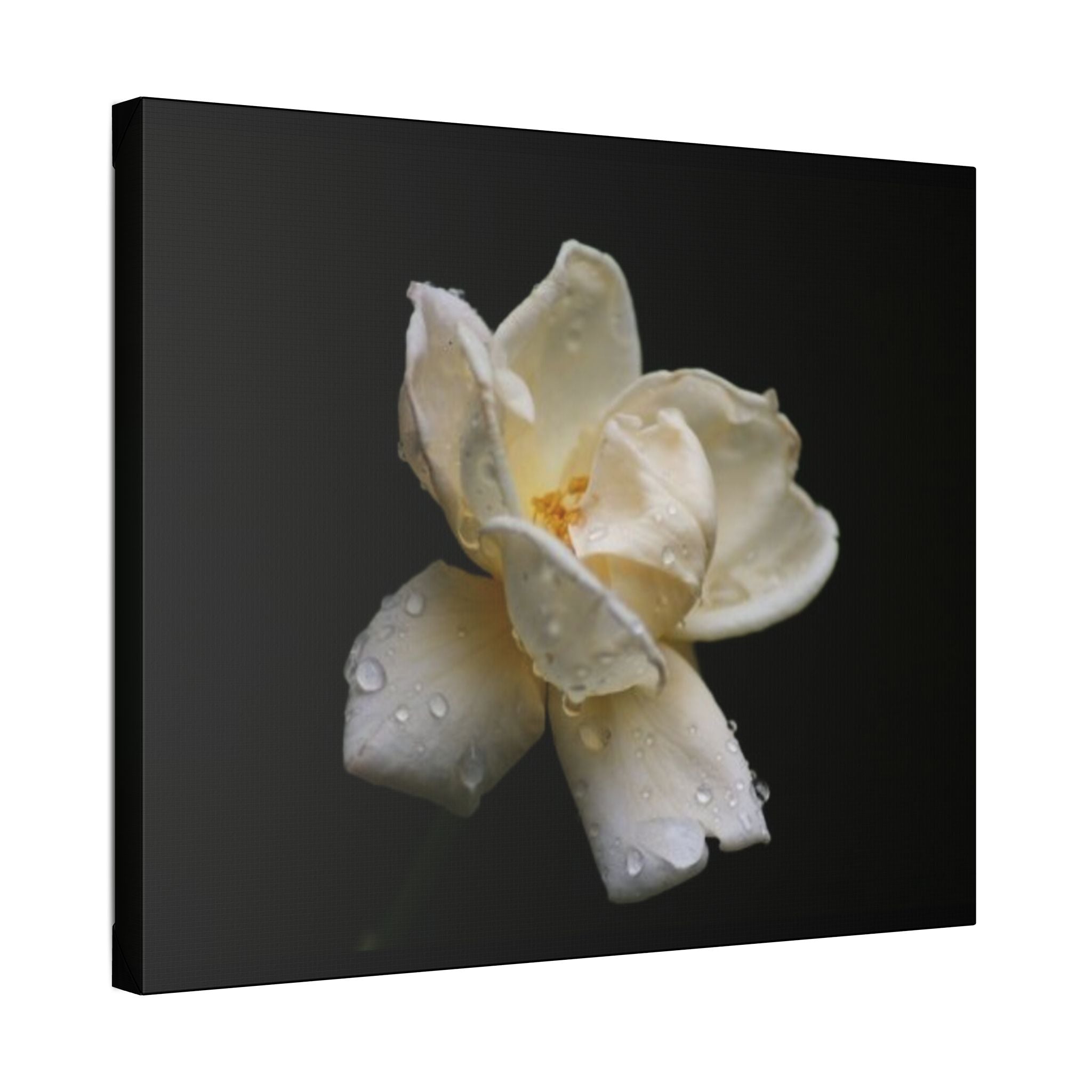 Classic Stretched Canvas - Gardenia