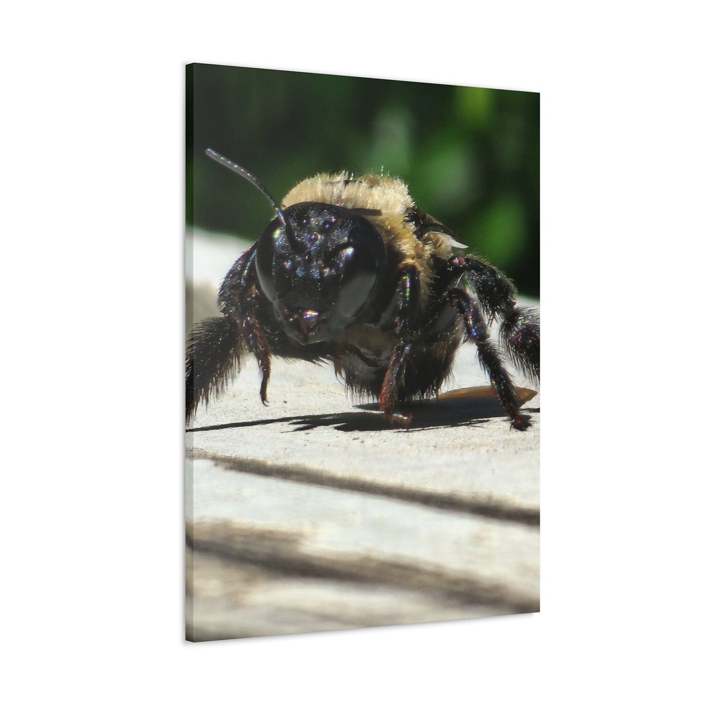 Canvas Gallery Wraps - Bee