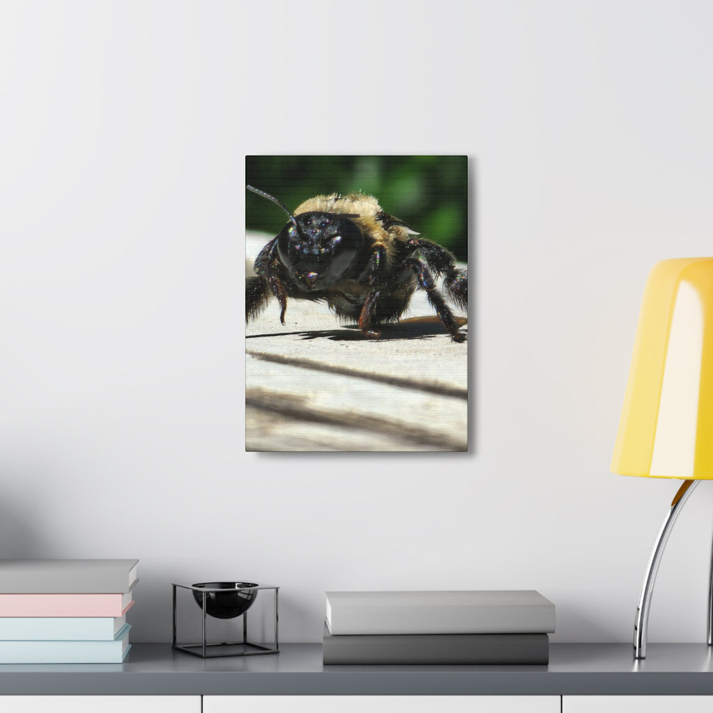 Canvas Gallery Wraps - Bee
