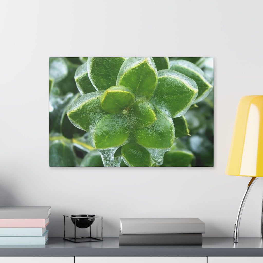 Classic Stretched Canvas