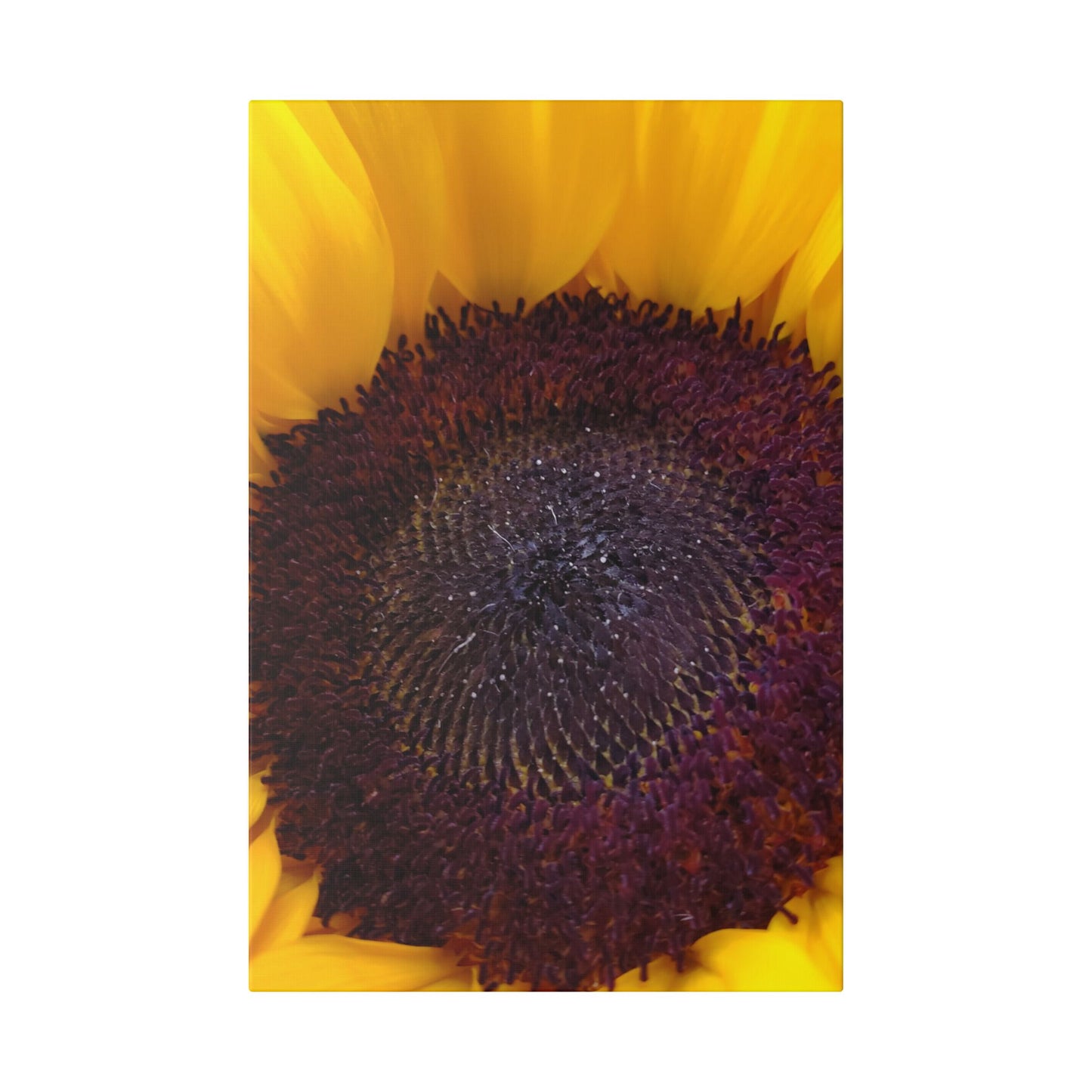 Classic Stretched Canvas - Sunflower