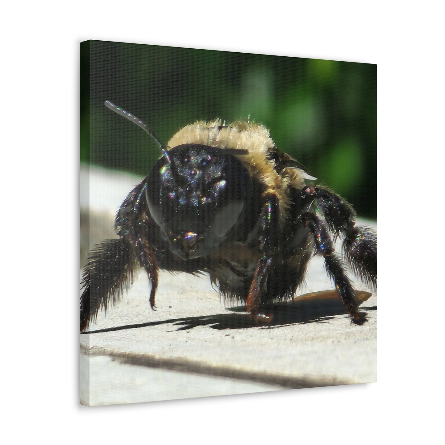 Canvas Gallery Wraps - Bee