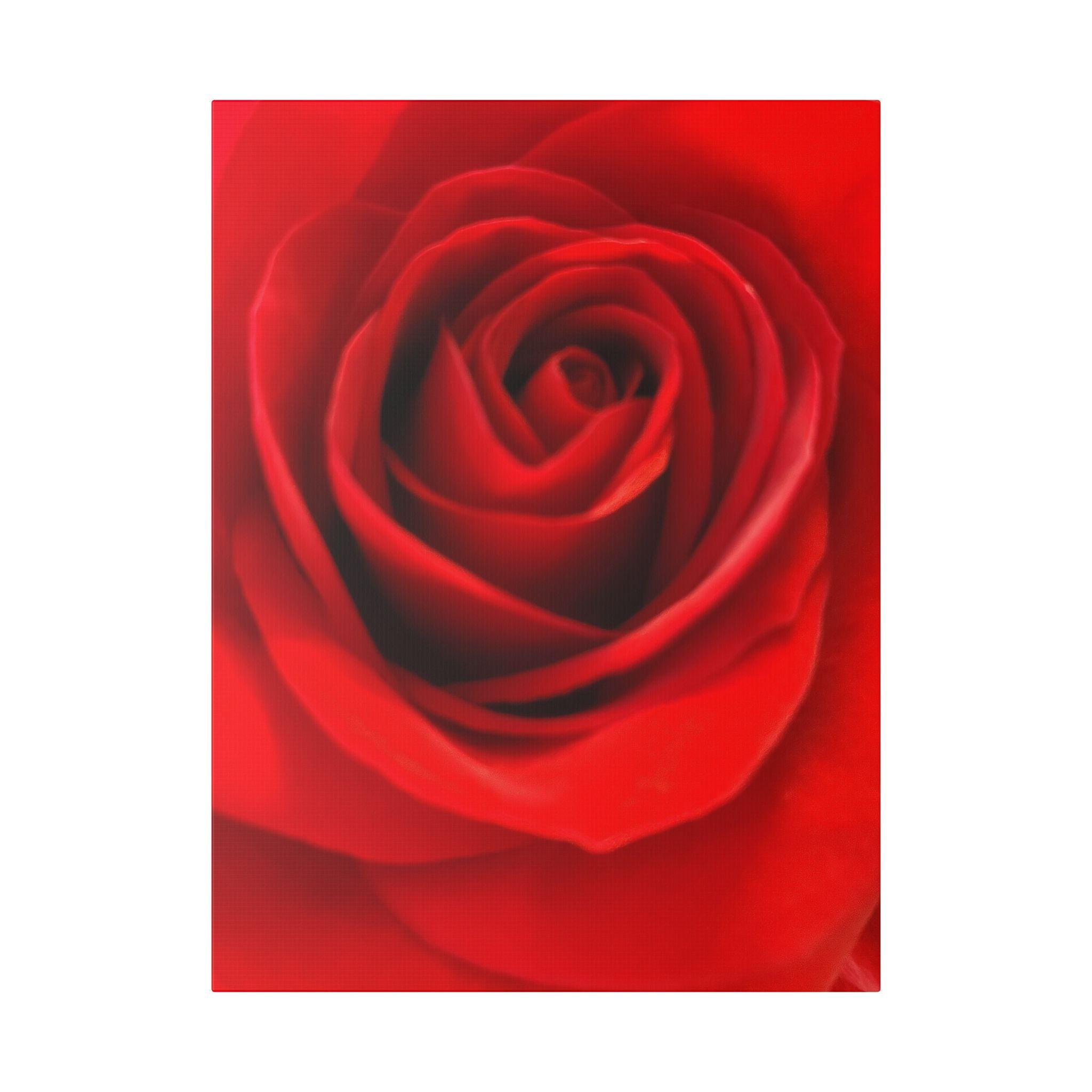 Classic Stretched Canvas - Rose
