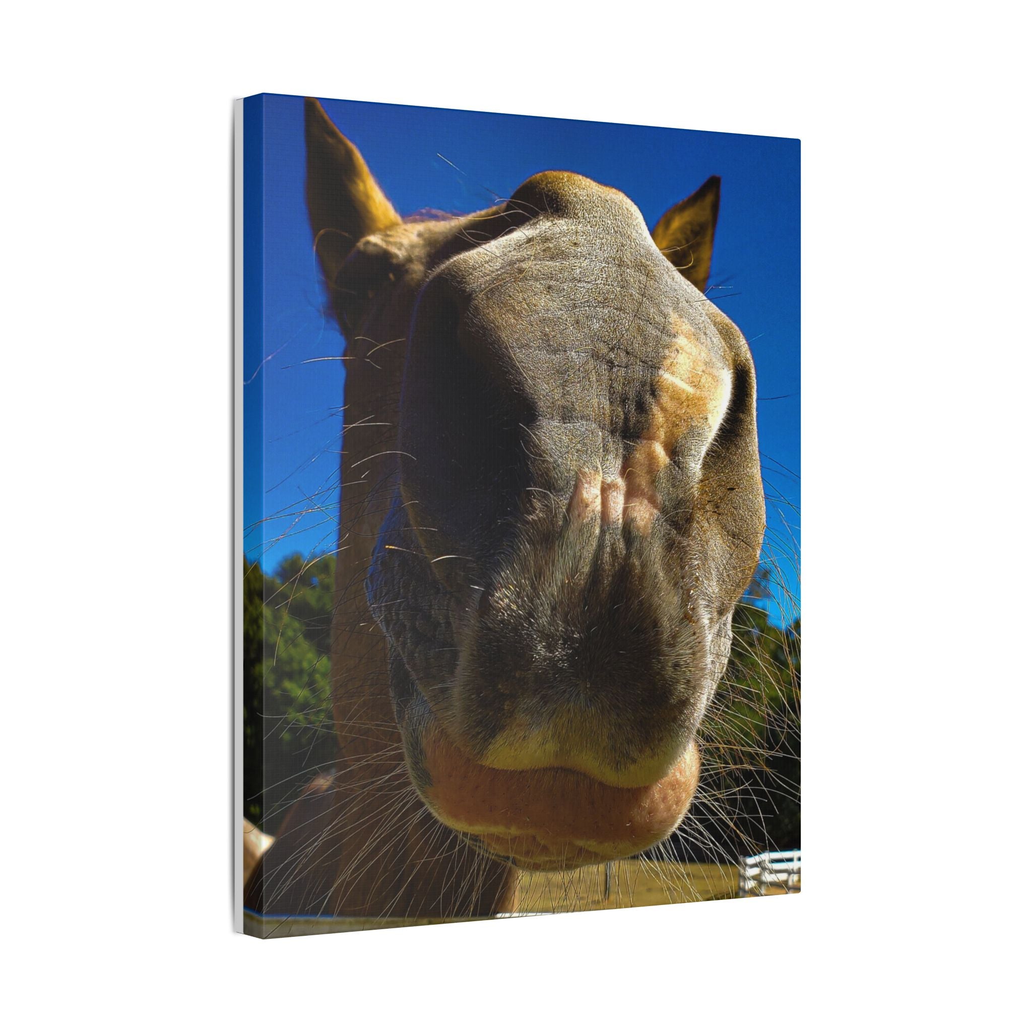Classic Stretched Canvas - Its A Horse Of Course