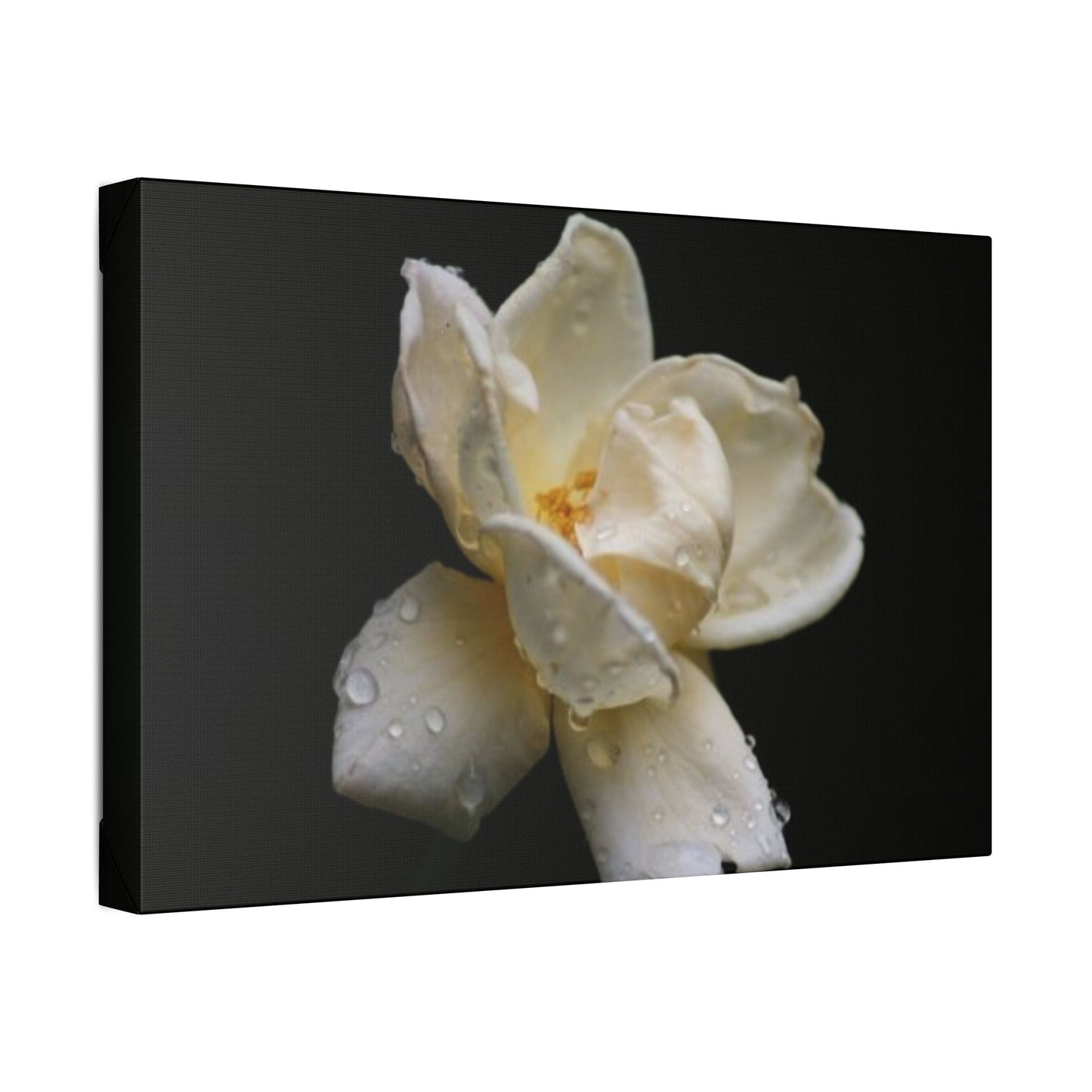 Classic Stretched Canvas - Gardenia