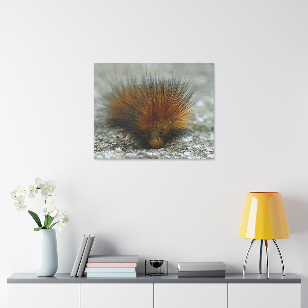 Classic Stretched Canvas - Platypillar