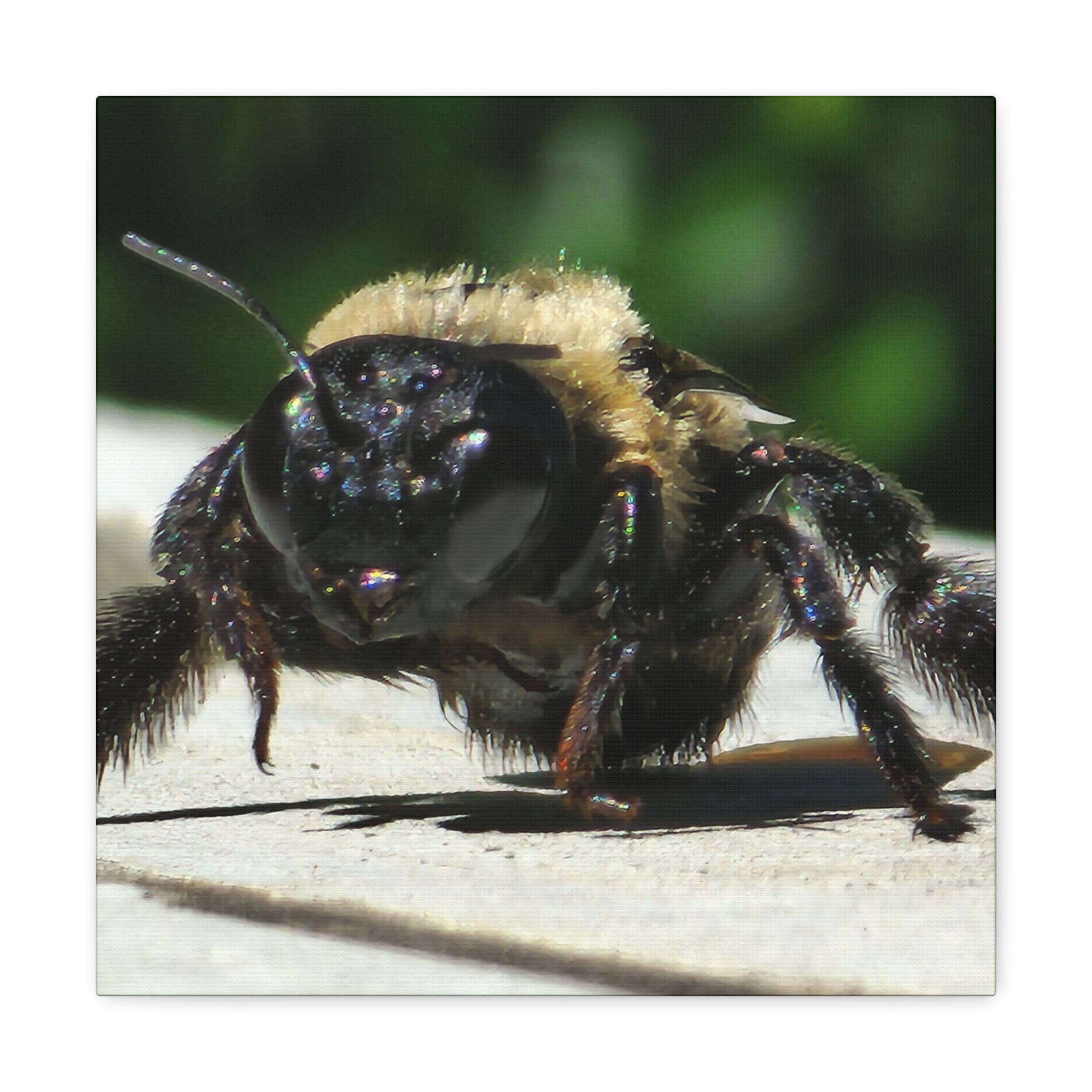 Canvas Gallery Wraps - Bee