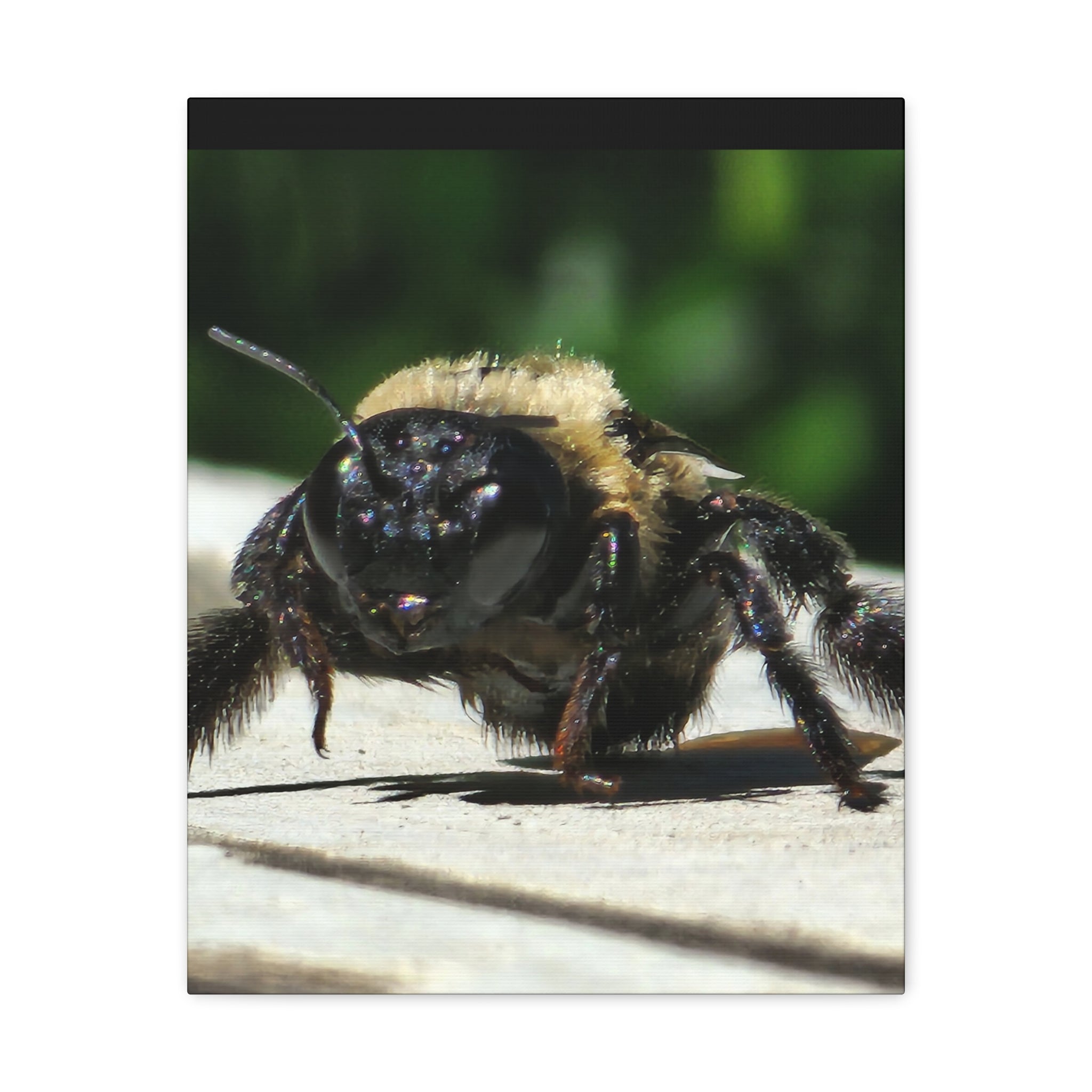 Canvas Gallery Wraps - Bee