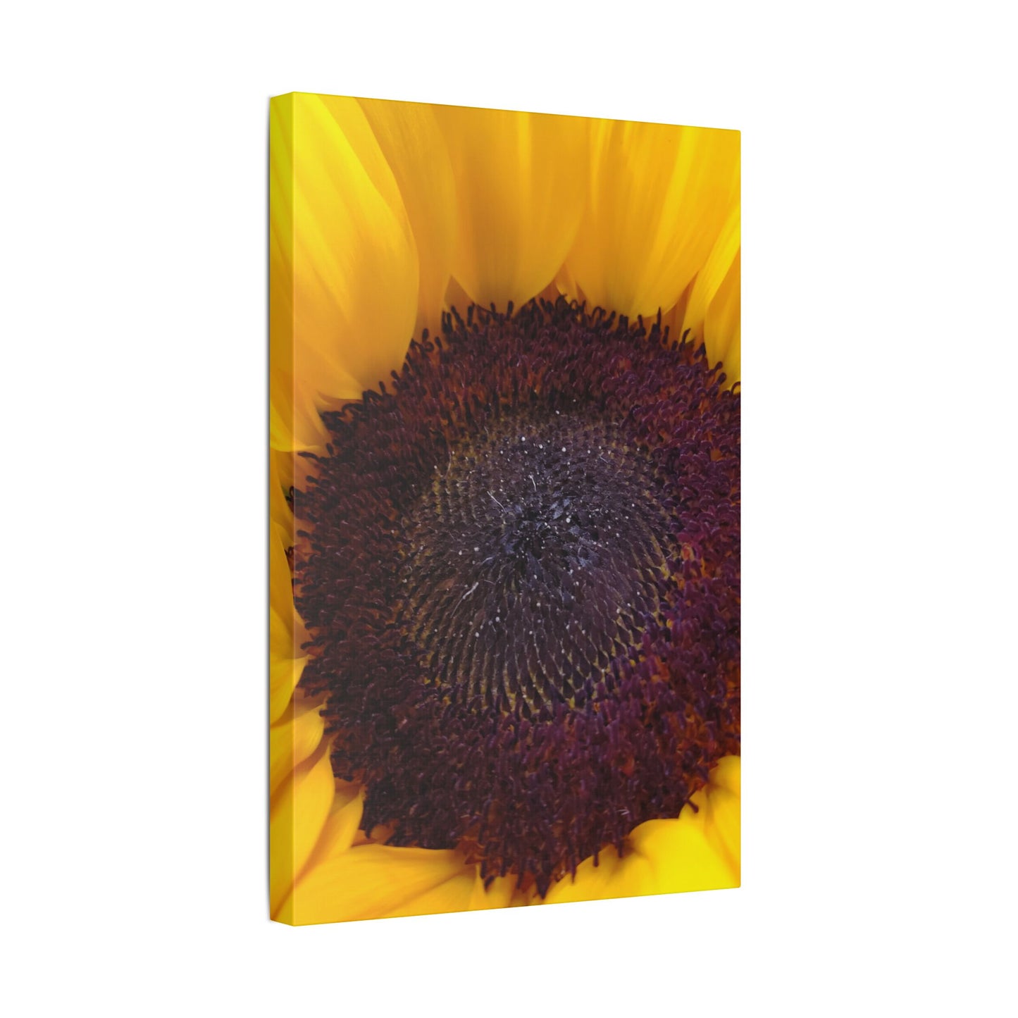 Classic Stretched Canvas - Sunflower