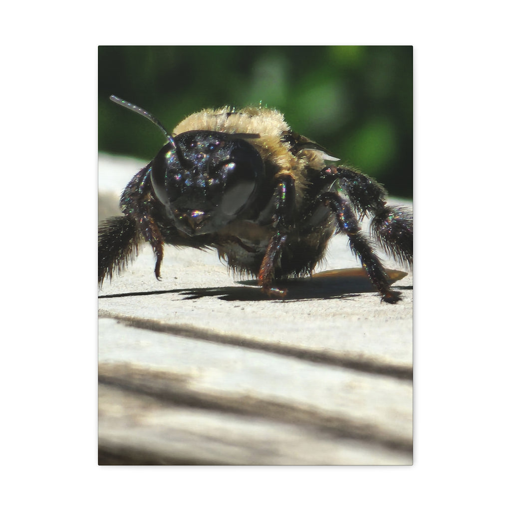 Canvas Gallery Wraps - Bee